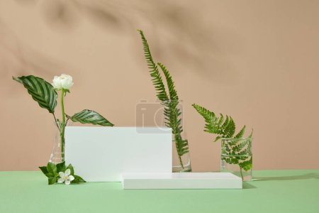 Photo for Leaves are contained inside a beaker and erlenmeyer flasks. Two podiums with empty space for beauty products promotion. Beige background - Royalty Free Image