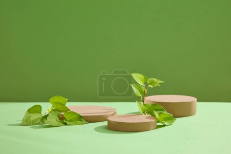 Photo for A set of three round podium arranged against green background. Fish mint leaves decorated. Minimal podium display for cosmetic product presentation - Royalty Free Image