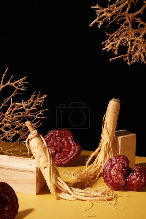 Photo for Advertisement scenes for traditional Chinese medicines with rare herbs ingredients. On a black background, fresh ginseng roots and lingzhi mushrooms displayed with wooden podium and dry twigs - Royalty Free Image