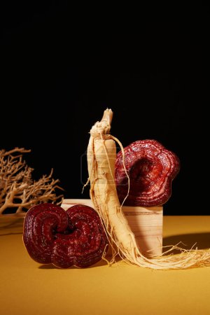 Photo for Rare herbs displayed on black background. Fresh ginseng root and lingzhi mushrooms on wooden podiums and dry twig decorated. Front view, photography traditional medicine content - Royalty Free Image