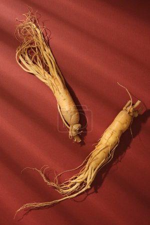 Against the red background with window shadow, two ginseng roots displayed. Ginseng has been shown to help reduce inflammatory markers and help protect against oxidative stress.