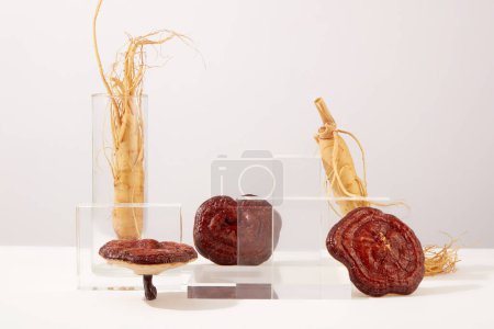 Photo for Scene for advertising and promote product from ginseng and reishi mushrooms ingredients. Fresh ginseng roots and lingzhi decorated with glass podiums on white background. Front view - Royalty Free Image