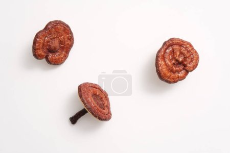 Photo for Against the white background, three ganoderma mushrooms displayed. Blank space for design and text. Ganoderma lucidum is known as an extremely good detoxifies for the liver - Royalty Free Image