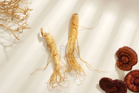Photo for Fresh ginseng roots displayed with lingzhi mushrooms and dry twigs in white background. Traditional Chinese medicine is used in the prevention and treatment of diseases. Top view, space for design - Royalty Free Image