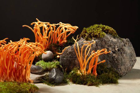 Photo for Minimal natural scene with cordyceps on green moss and gray block of stone displayed on black background. Space for product presentation, advertising photo. Healthy concept - Royalty Free Image
