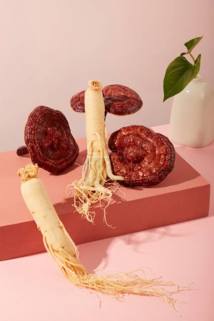 Photo for Herbal medicine concept for advertising product. Ginseng roots and ganoderma mushroom displayed on red podiums with small vase on pastel background. Natural ingredient good for health - Royalty Free Image