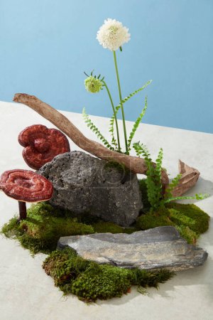 Photo for Creative for medicine advertising, photography traditional medicine content with Lingzhi mushroom. Natural scene displayed on blue background and cement floor. Space for display - Royalty Free Image