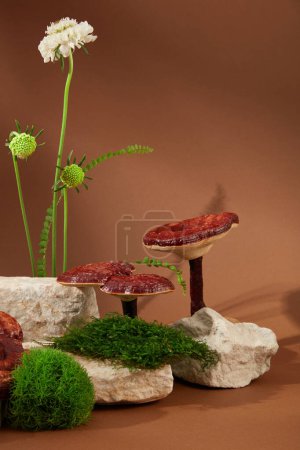 Photo for Front view of lingzhi mushrooms, green moss and fresh flower on rocks. Minimalist brown background. The triterpenes group of compounds in lingzhi mushrooms helps regulate intestinal bacteria. - Royalty Free Image