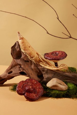 Photo for Ganoderma mushrooms and ginseng are displayed together on a log with green moss on a beige background. Two precious medicinal herbs are commonly used in oriental medicine. - Royalty Free Image