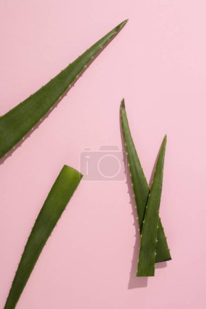 Photo for Fresh aloe vera leaves are randomly placed on a pink background. Creative space for design and advertising. Aloe vera is a popular ingredient in beauty. - Royalty Free Image
