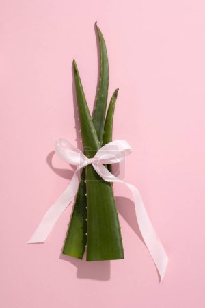 Photo for Aloe vera leaves are tied together with a pastel silk string on a pink background. Aloe vera has many good effects for the skin, hair and body. - Royalty Free Image