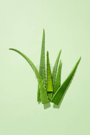 Photo for A bunch of fresh aloe vera leaves isolated on pastel background. With high Emodin content in aloe vera, it acts as a detergent, removing impurities from the skin. - Royalty Free Image