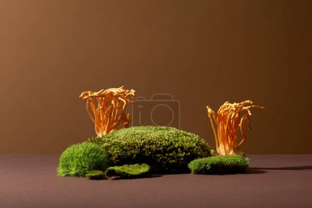 Photo for Cordyceps and green moss are displayed on a brown background. Cordyceps is a precious oriental medicine that is essentially a parasitic form of the fungus Ophiocordyceps sinensis. - Royalty Free Image
