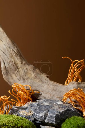 Photo for Cordyceps, prized in traditional medicine, showcased in close-up with green moss on rocks and dry wood branches. Simulate natural scenes in the forest. - Royalty Free Image