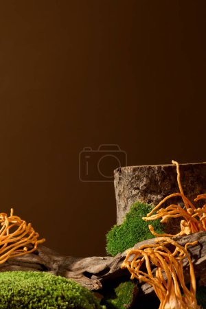 Foto de Los troncos se muestran en un fondo marrón con musgo verde y cordyceps. Espacio de copia para publicidad suplemento dietético. Cordyceps se utiliza para apoyar la salud. - Imagen libre de derechos