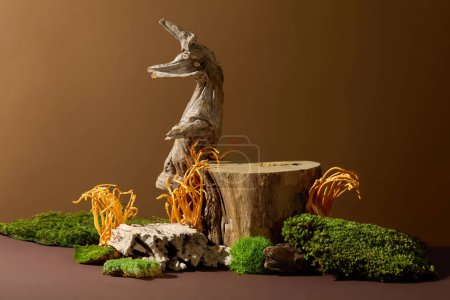 Wooden platform with green moss and cordyceps on brown background. Space to display products. Cordyceps is very good for people with high blood pressure and helps treat complications.