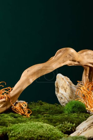 Photo for The scene simulates an old forest with green moss, rocks, tree roots and cordyceps on a deep green background. Cordyceps is suitable as a tonic for weak people, etc. - Royalty Free Image