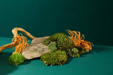 Photo for Close-up of cordyceps and green moss clinging to rocks with tree roots on a dark green background. Traditional medicine theme. Blank space for medicine advertising. - Royalty Free Image