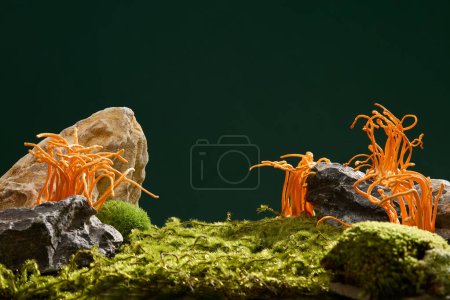 Photo for Fresh cordyceps and green moss growing on rocks on a deep green background. Space for advertising natural products with ingredients from precious medicinal herbs that are good for health. - Royalty Free Image