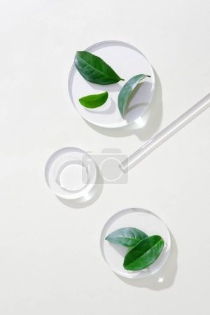 Téléchargez les photos : Gros plan d'une goutte de liquide transparent affichée sur une plate-forme en verre, des feuilles de thé vert frais sont placées sur d'autres podiums ronds. Style minimaliste pour la publicité. - en image libre de droit