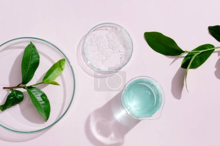 Téléchargez les photos : Feuilles de thé vert frais placées dans une boîte de Pétri transparente, liquide bleu clair dans une tasse en verre sur fond minimaliste avec ombre. Concept cosmétique avec extrait de thé vert. - en image libre de droit