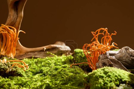 Foto de Cordyceps y musgo verde cubriendo el suelo con raíces de árboles. Cordyceps ayuda a ralentizar el proceso de oxidación, regenerando la piel lisa y vibrante. - Imagen libre de derechos