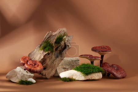 Téléchargez les photos : Les champignons Ganoderma sont enfoncés dans les roches et la mousse verte sur un fond brun avec des ombres. Ganoderma est un champignon oriental qui est utilisé depuis longtemps en médecine traditionnelle chinoise.. - en image libre de droit