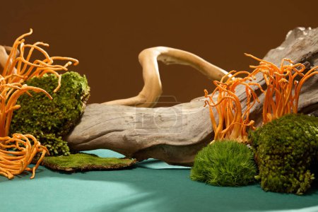 Photo for Cordyceps and verdant moss on rocky terrain against a blue-brown background. Simple setup, perfect for featuring healthcare products with natural ingredients in a medical-themed context. - Royalty Free Image