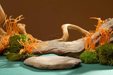 Photo for Cordyceps and green moss on rocks against a blue-brown backdrop. Minimalist setting to showcase healthcare products with natural ingredients. Medical-themed presentation. - Royalty Free Image