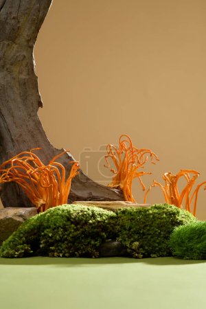 Photo for Cordyceps and green moss are decorated with dry logs on the background. Cordyceps, whether natural or cultured, have significant antioxidant effects. - Royalty Free Image