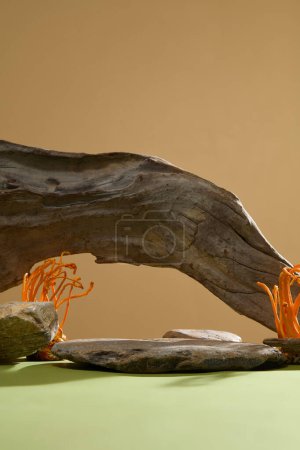 Photo for Stone podium for product display. Cordyceps and dried logs are placed on a minimalist background. Cordyceps has a direct toxic effect on cancer cells without affecting normal cells. - Royalty Free Image