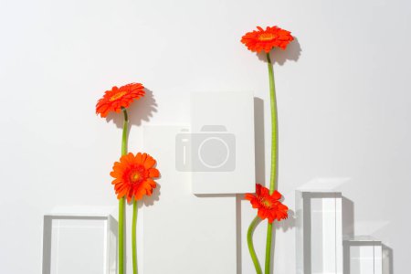 Photo for Top view of platforms and red gerberas displayed on a white background. Copy space for advertising. Get creative with fresh flowers. Free space for design. - Royalty Free Image