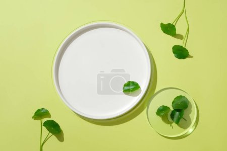 Photo for Pennywort leaves on a glass platform and a white ceramic plate. Using products containing pennywort can help fade scars and brighten the skin. - Royalty Free Image