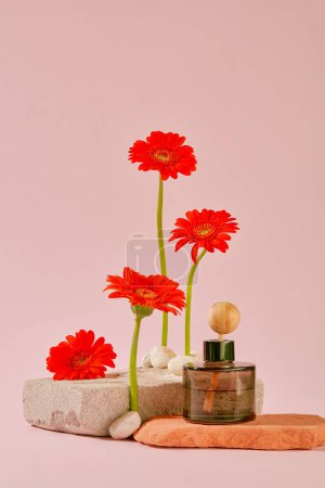 Foto de Flores de gerberas rojas y difusores de aceite esencial se muestran en una plataforma de piedra con un delicado fondo rosa pastel. Espacio publicitario. - Imagen libre de derechos