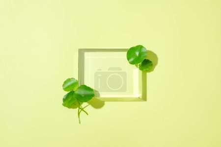 Photo for A glass podium and fresh pennywort are displayed on a pastel background. Empty podium for product display. Centella mask has excellent detoxifying properties for the skin. - Royalty Free Image