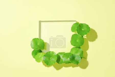 Photo for Fresh pennywort leaves are arranged on the edge of the glass platform. Centella helps treat fatigue, anxiety, depression, mental disorders, Alzheimer's disease and improves memory. - Royalty Free Image