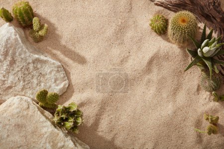 Photo for Stylish summer composition with many types of Cactus , white stones and tree branch on the sand. Artwork mockup with copy space - Royalty Free Image