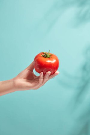Foto de Un tomate rojo fresco se coloca en el modelo de mano femenina sobre el fondo azul. Sombra tropical de hojas. Uso de Tomate (Solanum lycopersicum) para mejorar la salud, la piel y la condición del cabello - Imagen libre de derechos