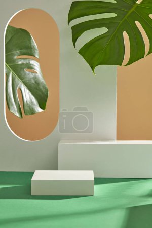 Téléchargez les photos : Vue de face du cylindre podiums blancs et feuilles de monstère vertes décorées sur fond beige. Espace vide pour l'affichage des produits cosmétiques. Photo publicitaire avec un concept minimal. - en image libre de droit