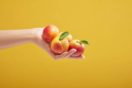 Foto de Una mano de mujer sostiene duraznos maduros (prunus persica) sobre un fondo amarillo. Los melocotones son muy nutritivos y pueden proporcionar muchos beneficios para la salud. Vista frontal - Imagen libre de derechos