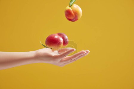 Photo for Flying levitating floating ripe fresh peaches in air above female women hand on a yellow background. Concept summer fruits. Trendy, minimal creative food - Royalty Free Image
