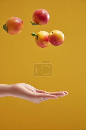 Photo for Fresh ripe peaches are floating and about to fall into the woman's hands on a yellow background. Scene for advertising product with peach ingredient. Minimal concept with summer fruit - Royalty Free Image