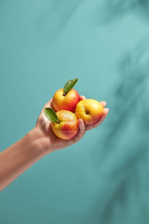 Photo for Woman's hand is holding fresh ripe peaches still green petioles on a blue background with natural shadow leaves. Concept with summer fruits, advertising product with peach ingredient. - Royalty Free Image