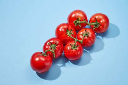 Téléchargez les photos : Bouquet de tomates fraîches avec pétiole vert isolé sur fond bleu. Les tomates contiennent beaucoup de vitamines A, C et B6 qui sont bonnes pour la peau et les cheveux. Vue de dessus, scène minimale - en image libre de droit