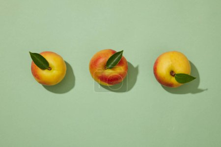Photo for Top view of three ripe peaches (prunus persica) with green leaves on the stem displayed on pastel green background.Fresh peaches have many nutrients that are good for health - Royalty Free Image