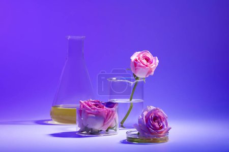 Téléchargez les photos : Le concept de cosmétiques naturels à partir de l'ingrédient rose. Erlenmeyer flacon, bécher et boîte de Pétri contenant rose fraîche et liquide de couleur sur fond bleu dégradé. - en image libre de droit
