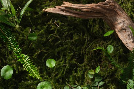 Background for advertising cosmetic product with natural concept. Dry twig, fern, gotu kola and green leaf on moss background. Blank space for product presentation