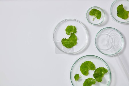 Photo for Fresh gotu kola in petri dish displayed on white background. Space for text and design. Gotu kola extract is an important ingredient in naturally derived skin care products - Royalty Free Image