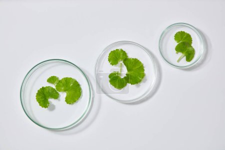 Photo for Minimal concept for advertising cosmetic of centella asiatica extract - petri dish containing centella leaves on white background. Natural extract, herbs are widely used in cosmetics - Royalty Free Image