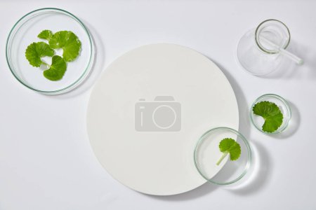 Draufsicht auf ein rundes weißes Podium auf weißem Hintergrund mit Laborgläsern mit frischen kotu kola Blättern. Minimal leere Produktpräsentationsszene